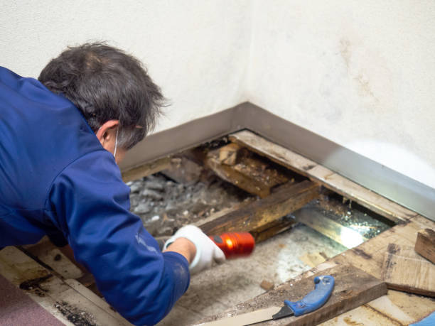 Best Black Mold Remediation in Comstock Northwest, MI