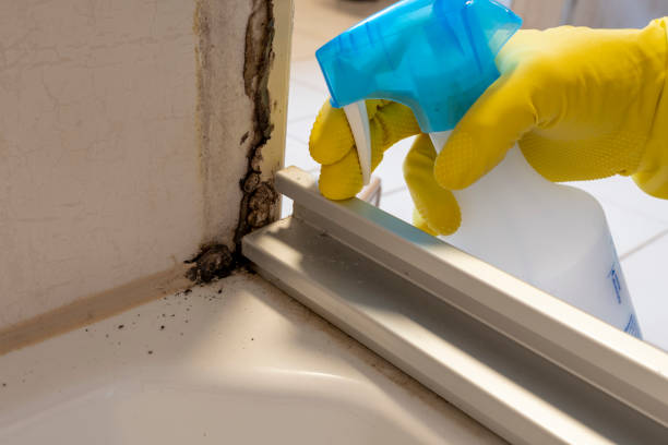 Best Localized Mold Remediation (e.g., coastal areas, humid climates) in Comstock Northwest, MI