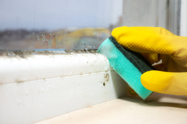  Comstock Northwest, MI Mold Removal Pros