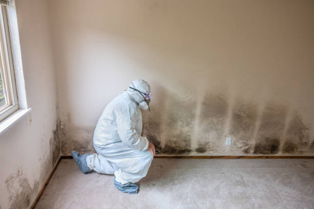 Best Emergency Mold Remediation in Comstock Northwest, MI