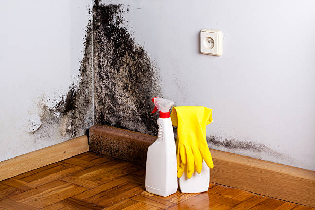 Best DIY Mold Remediation Support Services in Comstock Northwest, MI