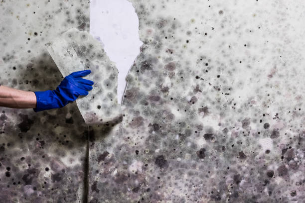 Best Mold Testing and Inspection Services in Comstock Northwest, MI