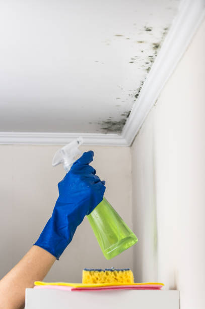 Best Preventive Mold Services in Comstock Northwest, MI