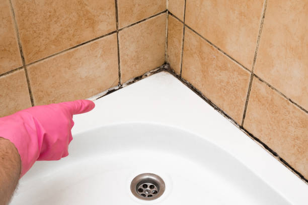 Best Commercial Mold Remediation in Comstock Northwest, MI